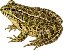 Columbia Spotted Frog