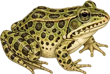 Northern Leopard Frog