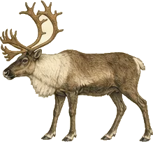 Caribou