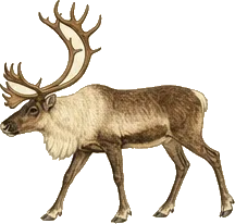 Woodland Caribou