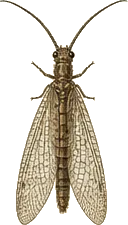 Snakefly