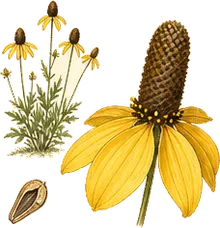 Prairie Coneflower