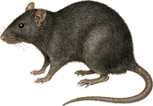 Black Rat