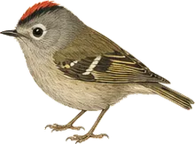 Ruby-crowned Kinglet