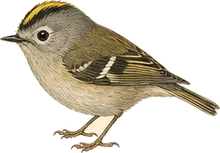 Golden-crowned Kinglet