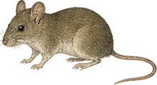 Darien Harvest Mouse