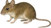 Slender Harvest Mouse