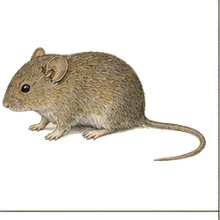 Plains Harvest Mouse