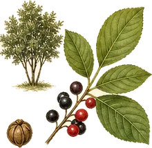 Cascara