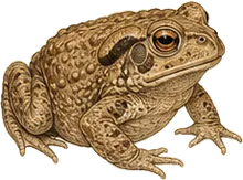 Cane Toad