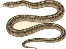 Long-nosed Snake