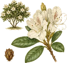White-flowered Rhododendron