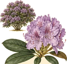 Catawba Rhododendron