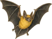 Black-winged Little Yellow Bat