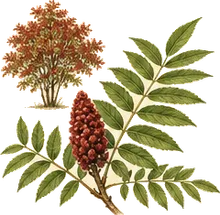 Smooth Sumac