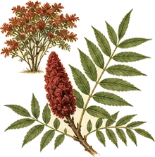 Staghorn Sumac