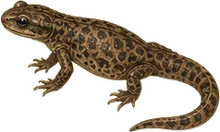 Olympic Torrent Salamander
