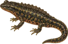 Southern Torrent Salamander