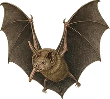Proboscis Bat