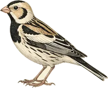 Thick-billed Longspur