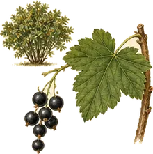 American Black Currant
