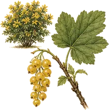 Golden Currant
