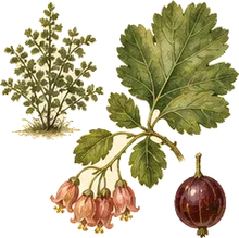 Swamp Gooseberry