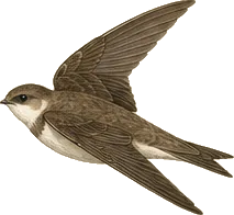 Bank Swallow
