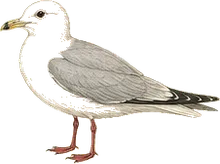 Red-legged Kittiwake