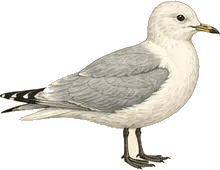 Black-legged Kittiwake