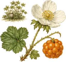 Cloudberry