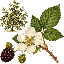 Swamp Dewberry