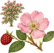 Flowering Raspberry