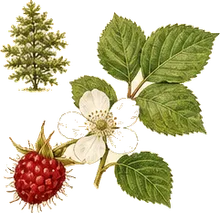 Wineberry