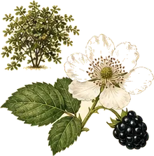 Pacific Blackberry