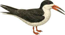 Black Skimmer