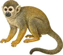 Bolivian Squirrel Monkey