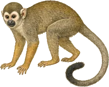 Central American Squirrel Monkey