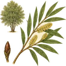 Peachleaf Willow