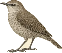 Rock Wren