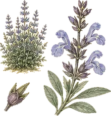 Blue Sage