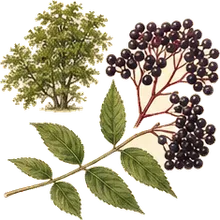 American Elderberry