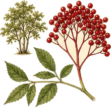 Red Elderberry