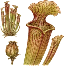 Green Pitcher Plant