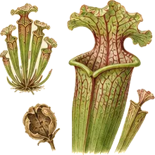 Parrot Pitcher Plant
