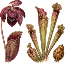 Purple Pitcher Plant
