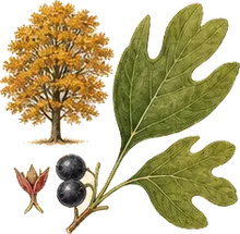 Sassafras