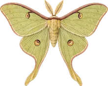 Mendocino Silkmoth