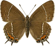 Banded Hairstreak