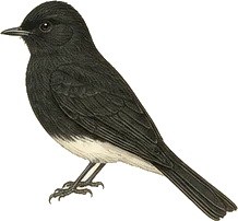 Black Phoebe